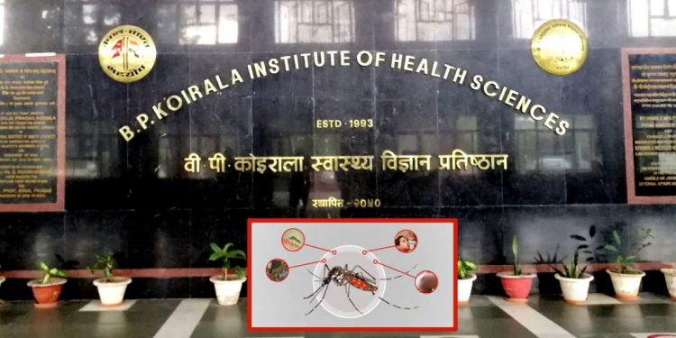 नेपालमा डेङ्गुबाट मृत्यु हुनेको संख्या ५२ पुग्यो, ४३६८५ जना सम्भावित बिरामी