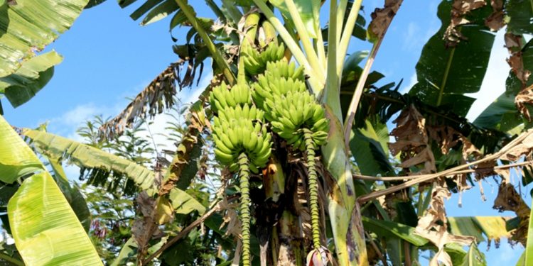 मिथिला क्षेत्रमा केराको बोट (थाम) को बिक्री बढ्यो