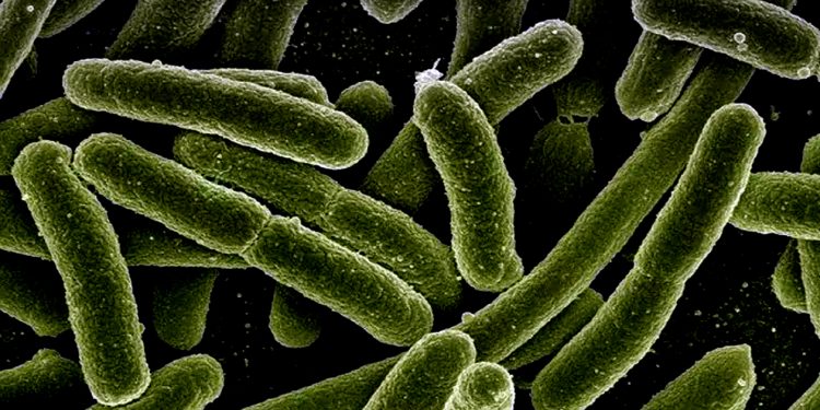 नाइजेरियामा हैजा प्रकोप , २० जनाको ज्यान गयो