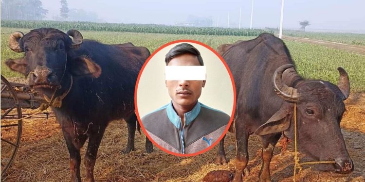 झापाको  गाेठमा बाँधी राखेकाे राँगा चाेरी गर्ने पक्राउ