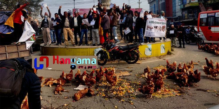 बिर्तामोडमा ५ हजार अण्डा,तीन सय कुखुरा सडकमा फालियो