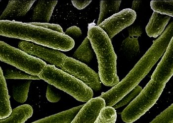 नाइजेरियामा हैजाको महामारीले ४८ जनाको मृत्‍यु