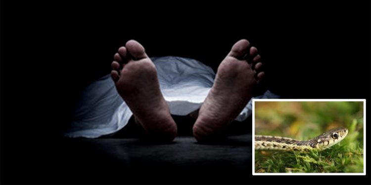 सर्पको टोकाइबाट सुत्केरीसहित दुई जनाको मृत्यु