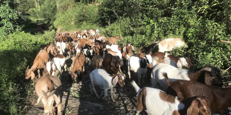 खोटाङको बराहपोखरीबाट करिब दुई करोड बराबरको खसी काठमाडौँ निर्यात