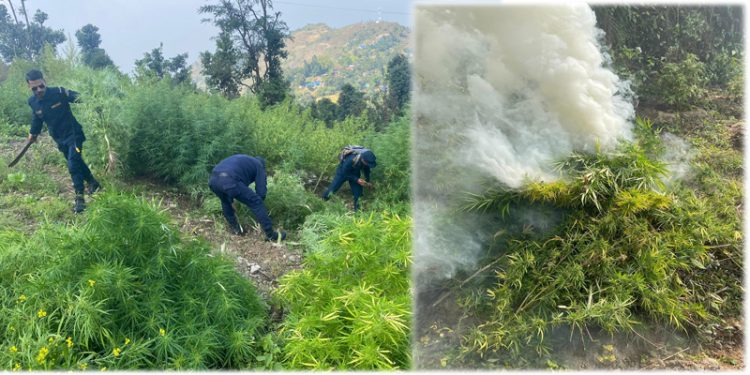 धनकुटाको बिभिन्न स्थानमा आफै उम्रेको गाँजाको बोट तथा बेर्नाहरु प्रहरीद्वारा फडानी